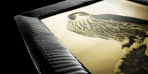 Solid Gold Falcon in Crocodile Leather Frame